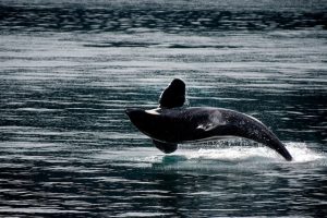 Whales and dolphins have rich ‘human-like’ cultures and societies