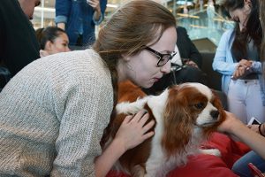 Sit, Stay, Heal: Study finds therapy dogs help stressed university students