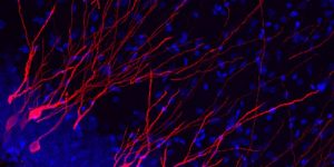 Have we been asking the right questions about neurogenesis?