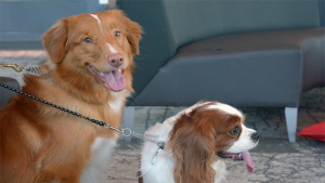 Pets of UBC Psych: Ranger and Ripley