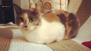 Pets of UBC Psych: Gemina