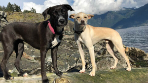 Pets of UBC Psych: Hunter & Scout