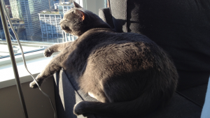 Pets of UBC Psych: Fatty