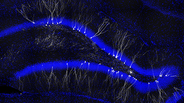 New neurons are added to the adult brain and contribute to its functions in memory and stress regulation.