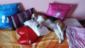 A picture of Buddy snuggling on the bed with some pillows.