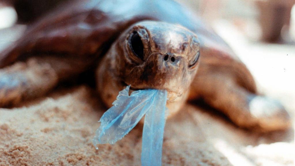 Turtle with plastic in its mouth