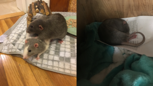 Pets of UBC Psych: Linus and Loki