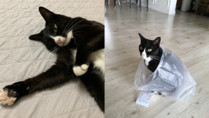 Pets of UBC Psych: Mong