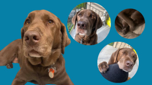 Pets of UBC Psych: Coco