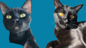 Pets of UBC Psych: Cali & Raven