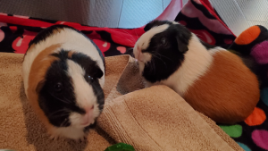 Pets of UBC Psych: Hazel and Violet
