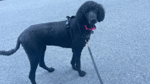 Pets of UBC Psych: Liza