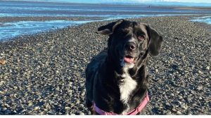 Cooper – Pets of UBC Psych