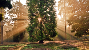 A tall tree with sunlight shining through its branches in a forest