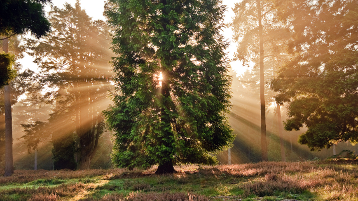 A tall tree with sunlight shining through its branches in a forest